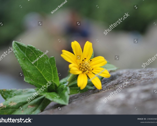 My Illustration Asset For Your Bussiness cover photo collage
