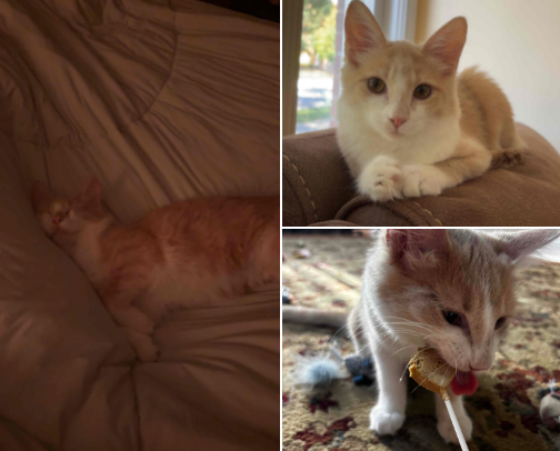 KITTY MUST HAVES 🐈 cover photo collage