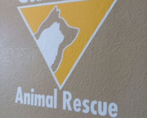 RESCUE cover photo collage