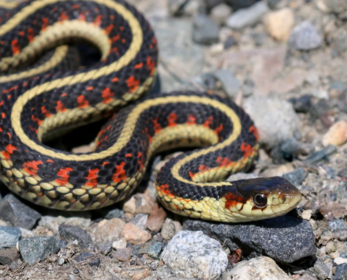 Reptile care essentials cover photo collage