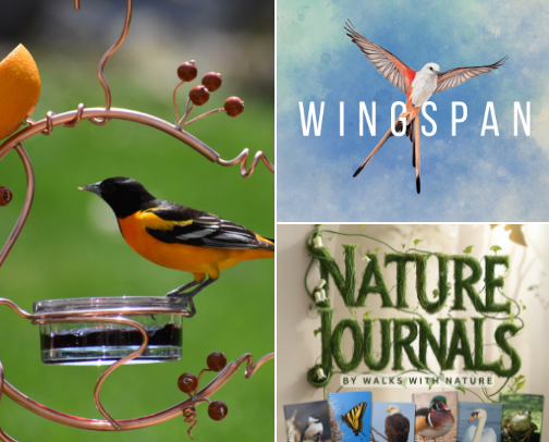 Building a Bird-Friendly Paradise for Your Feathered Friends ... and Yourself! 🐦⛲ cover photo collage