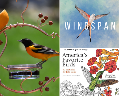 Building a Bird-Friendly Paradise for Your Feathered Friends ... and Yourself! 🐦⛲ cover photo collage