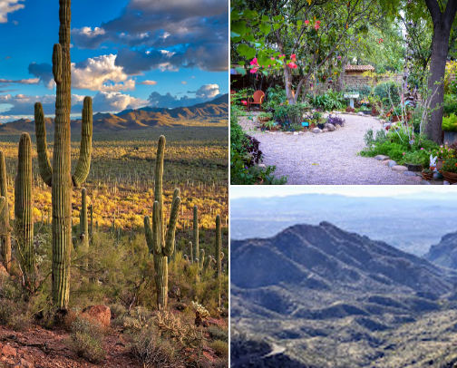 A girlie's guide to Tucson, Arizona 🏜️🌵 cover photo collage