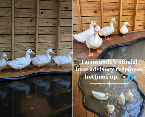 FARMCASTLE Barnyard Flock Favorites cover photo collage