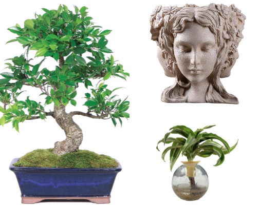 The life of a plant lady cover photo collage