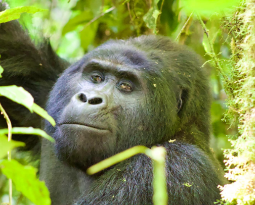 Uganda Mountain Gorilla Trekking Adventure 2025 cover photo collage