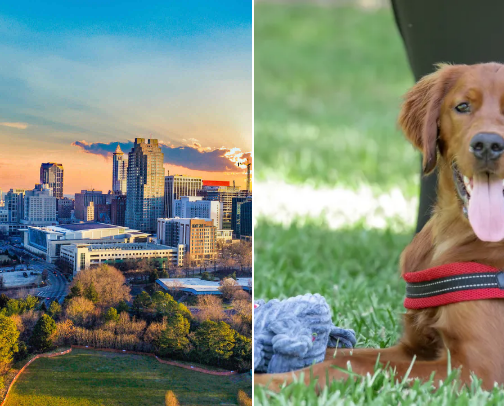 Dog Friendly in Raleigh, NC cover photo collage