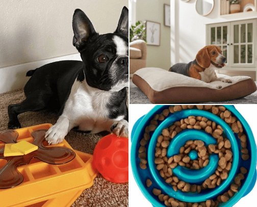 Active Dog Must Haves cover photo collage