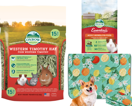 Guinea Pig and Bunny Parent Must Haves! cover photo collage