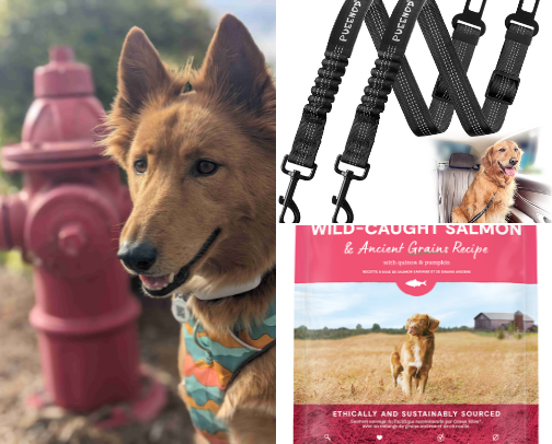 Must-Haves for your Furry Best Friend (Woof!) Recommendations from Sunny & Raya cover photo collage