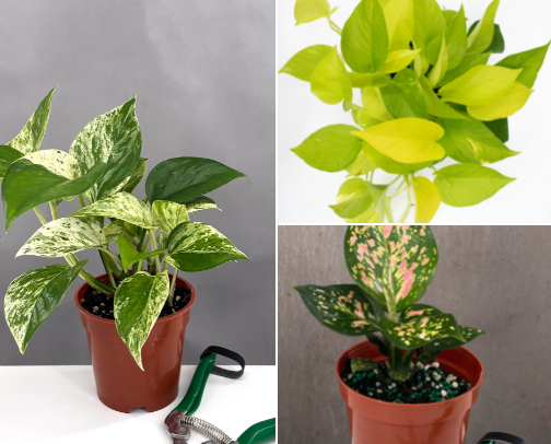 🪴🙌🫶 Let’s Get You Into Plants! Beginner-Friendly House Plants 🪴🙌🫶 cover photo collage