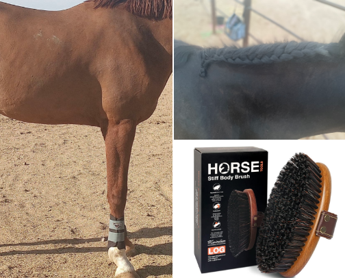 Professional Equine Grooming cover photo collage