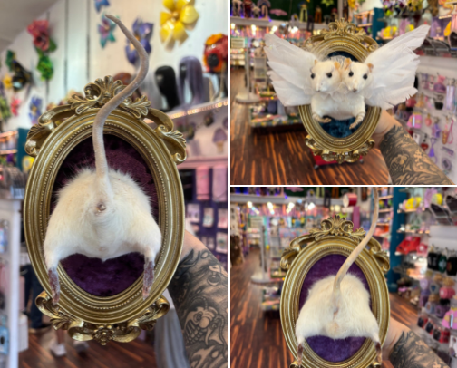 My art✨🐀 I make taxidermy ratties! cover photo collage
