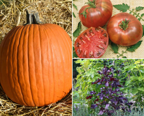 Vegetable seeds II cover photo collage
