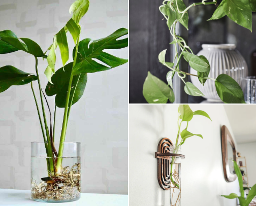 🌿 hydroculture for beginners cover photo collage