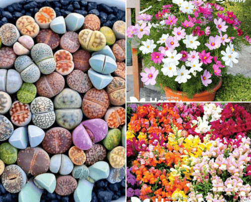 all about plants cover photo collage