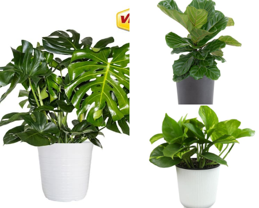 my go-to plant collection cover photo collage