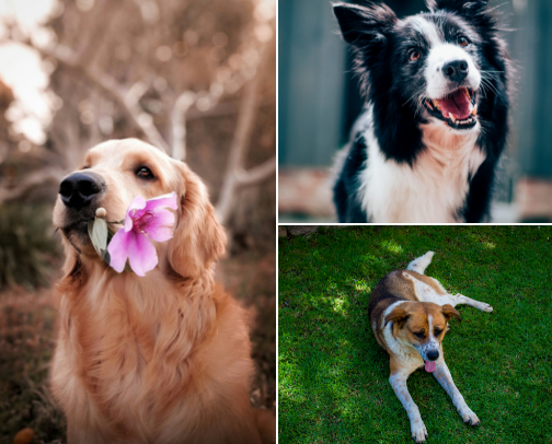 Best Dog Products Every Owner Needs in 2026 cover photo collage