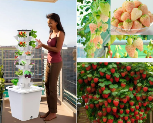 Berry Sweet Life: Strawberry-Themed Kitchen & Garden Essentials cover photo collage