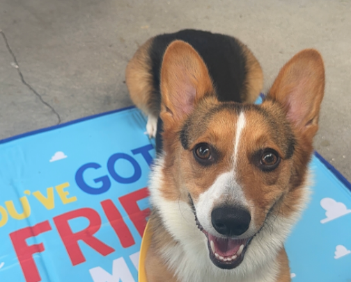 Ollie’s Favorite Products (First Time Dog Mom) cover photo collage
