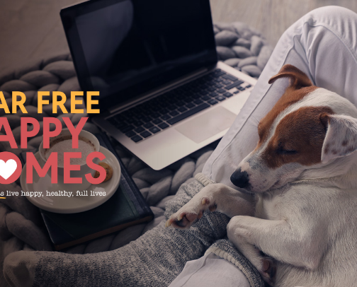 Free Resources That Actually Helped My Anxious Dog (No Products Required) cover photo collage