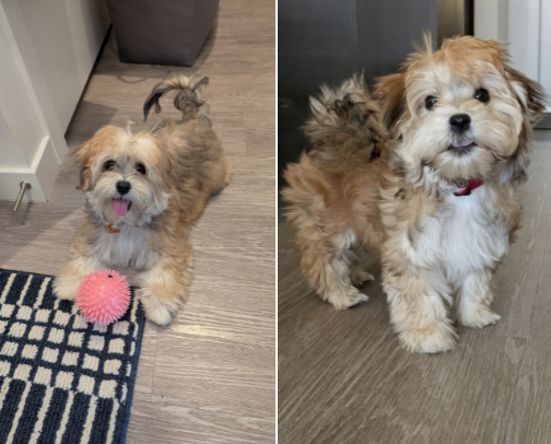 Dog must haves: Maple's favorites cover photo collage