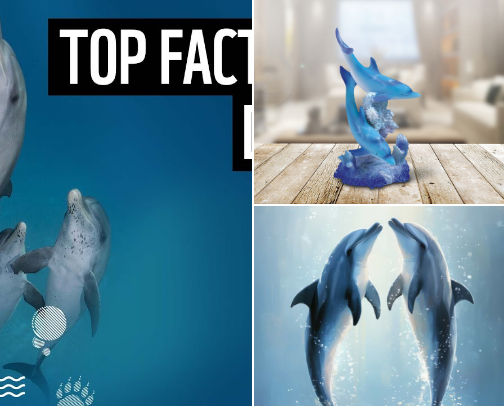 Curated Finds for Dolphin Enthusiasts cover photo collage
