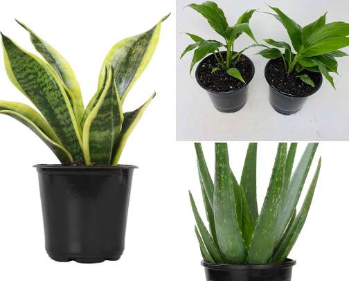 •	“Plant Therapy: Green Friends That Cleanse Your Space & Spirit” cover photo collage