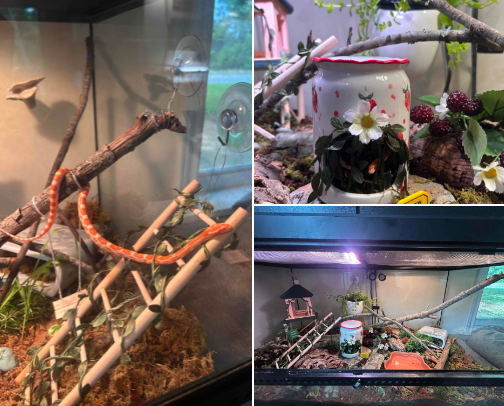 cornsnake tank inspo cover photo collage