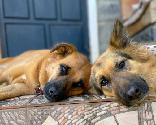 Cleaning Supplies for those of you who have pets like me.  I have even added photo's of my two babies! cover photo collage