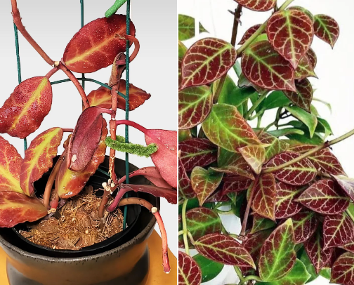 Plant Decoration cover photo collage