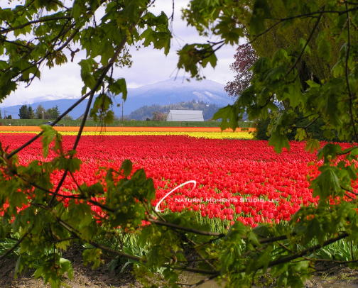 Wall Art cover photo collage