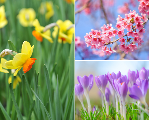 Spring Floriography: Vernal Blossoms Speak cover photo collage
