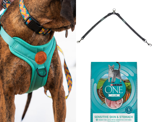 Dog essentials! 🐕 cover photo collage