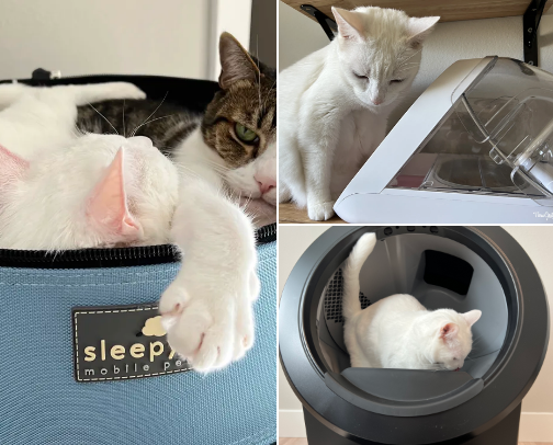 Cat mom life made easy cover photo collage