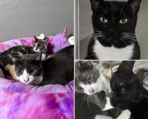All things CATS 🐈 cover photo collage