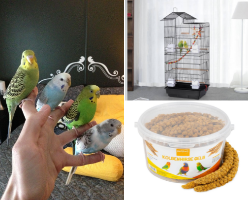 Budgie as a first pet and set up from Amazon cover photo collage