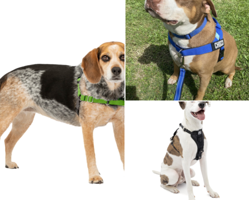 No Pull Harnesses That Stopped My Dog From Dragging Me Down the Street cover photo collage