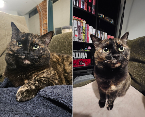 🐈‍⬛ for the pampered cat cover photo collage