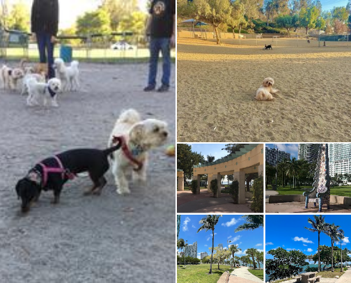 From Paw Pads to Sneakers: Outdoor Adventures You Can Share With Your Dog cover photo collage