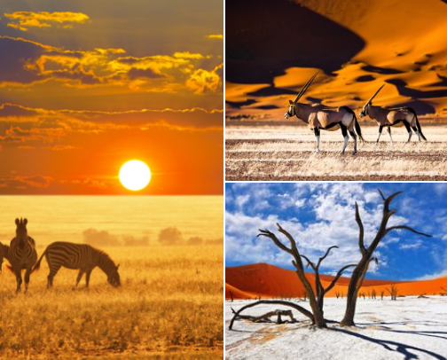 Coming back to Namibia cover photo collage