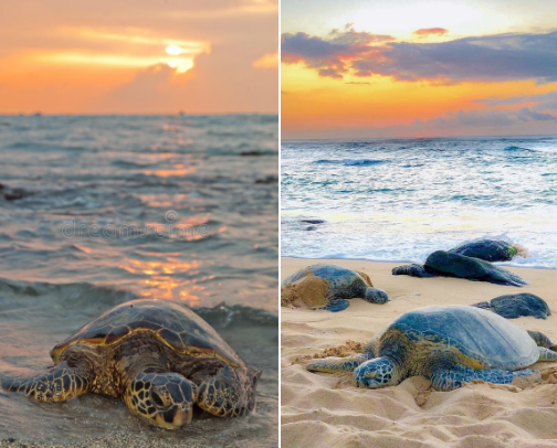 The Last Tears of the Turtle cover photo collage