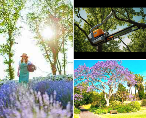 Paulownia (Princess Tree) needed tools to earn a million dollars per acre  in about 8 years.. Or how to start real cheap with biomass for 40,000 an acre in just 2 Years! (Improvements over the typical Paulownia Farm methods because these haven't typically profited much). cover photo collage