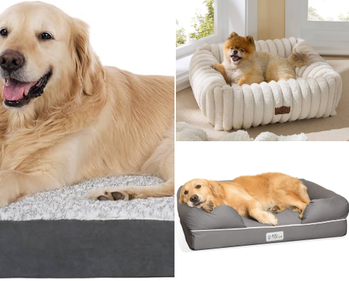 🐶 Best Dog Beds for Dachshunds cover photo collage