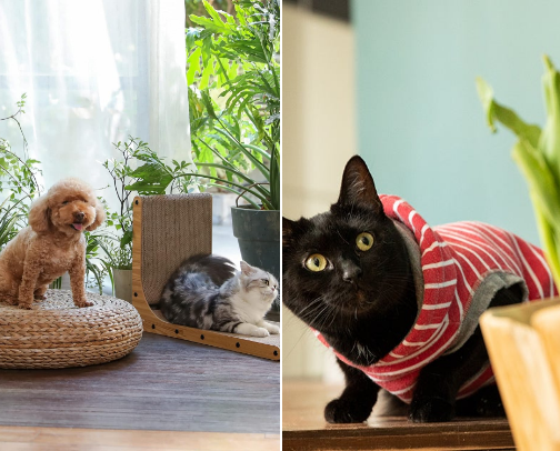 Must-Have Pet Gear cover photo collage