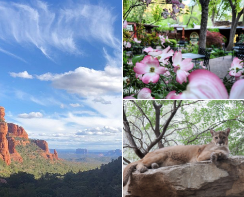 Arizona Gems I Can’t Stop Raving About cover photo collage