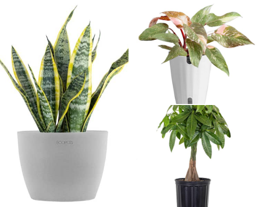 houseplants !!! cover photo collage