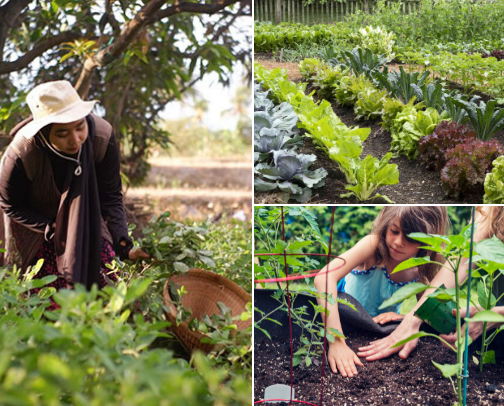 Organic Gardening Tips cover photo collage