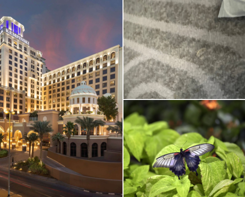 Wonderful Hotel Stays for Your Next Trip in Al Barsha, Dubai, United Arab Emirates cover photo collage