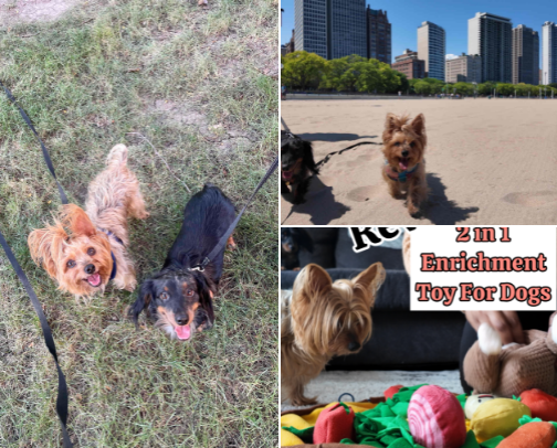 How I Keep My Dogs Entertained | Enrichment Ideas for Small Dogs cover photo collage